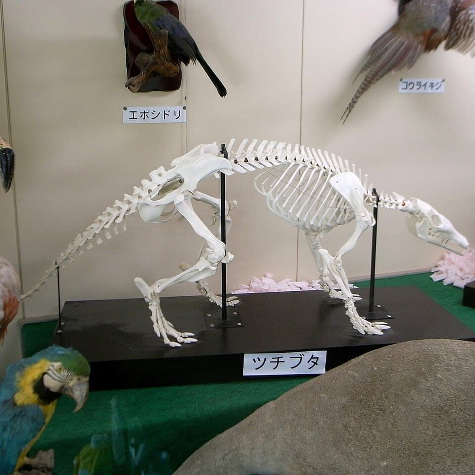 Orycteropus afer whole-specimen by OpenCage.jpg