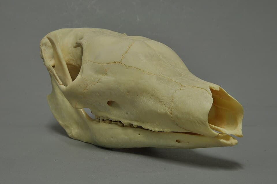 Orycteropus afer 05 MWNH 147.JPG