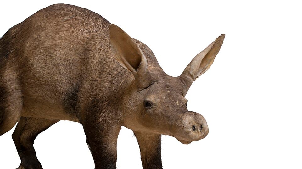 Orycteropus afer - MUSE.jpg