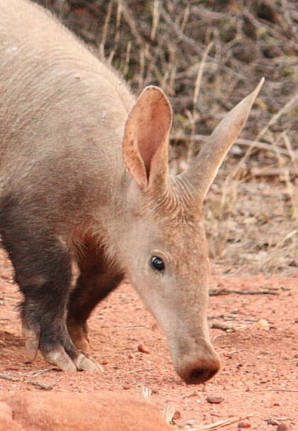 Orycteropus afer 175359476.jpg