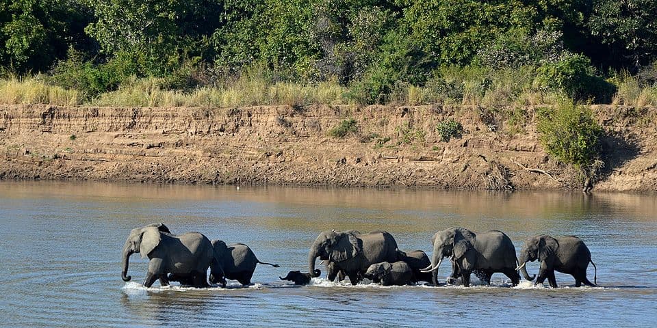 A photo of African Elephant (Loxodonta africana)