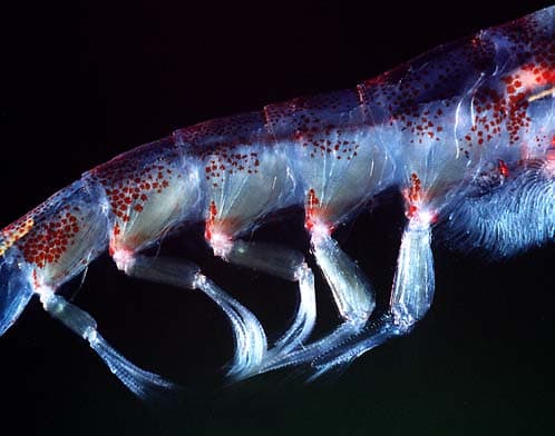 A photo of Antarctic Krill (Euphausia superba)