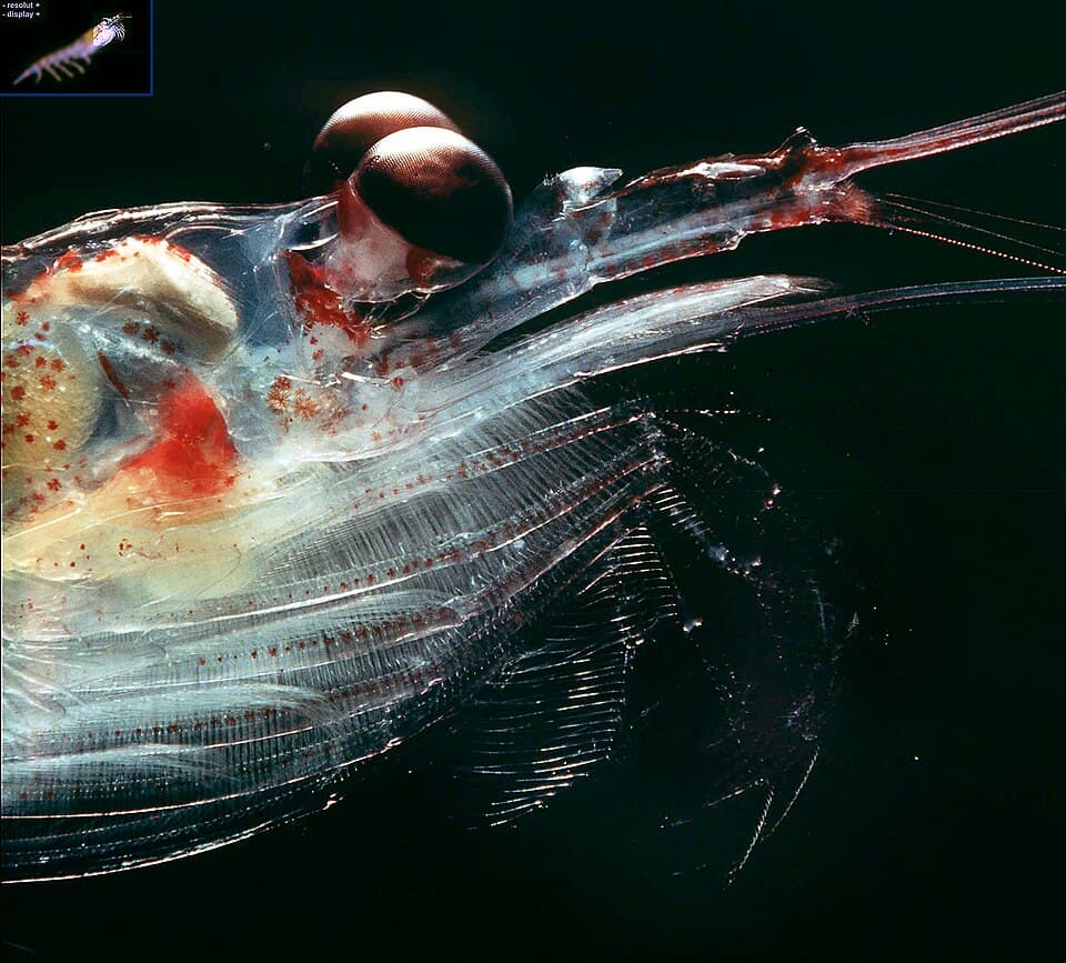Antarctic krill head (Euphausia superba).jpg