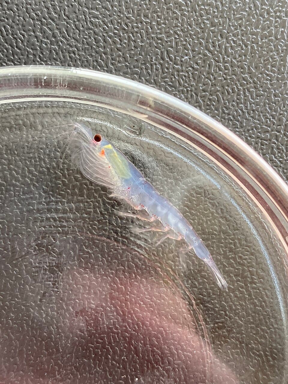 Euphausia superba 349737046.jpg