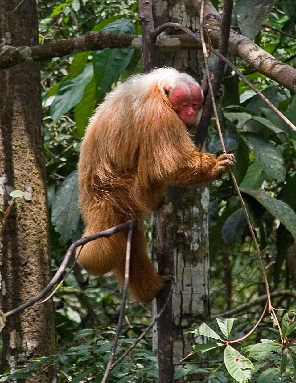A photo of Bald Uakari (Cacajao calvus)