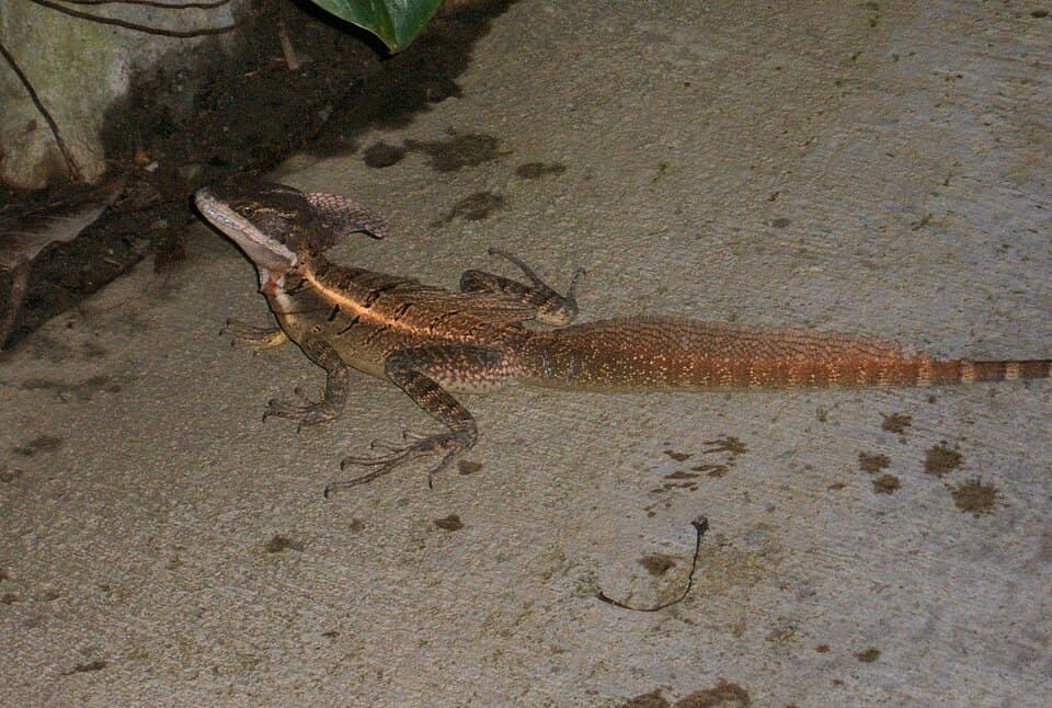 A photo of Basilisk Lizard (Basiliscus basiliscus)