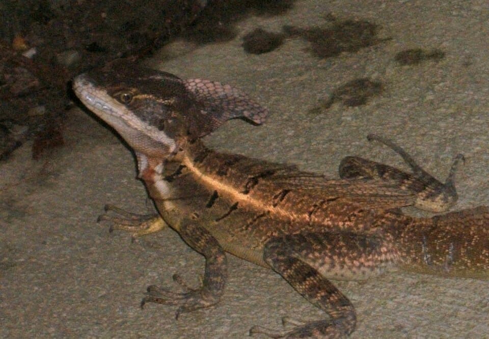 Male Basiliscus basiliscus, Costa Rica - cropped.JPG
