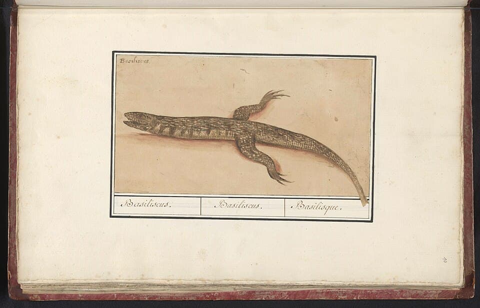 Basilisk Basilisk (Basiliscus) Basiliscus. Basiliscus. Basilisque. (titel op object), RP-T-BR-2017-1-7-10.jpg