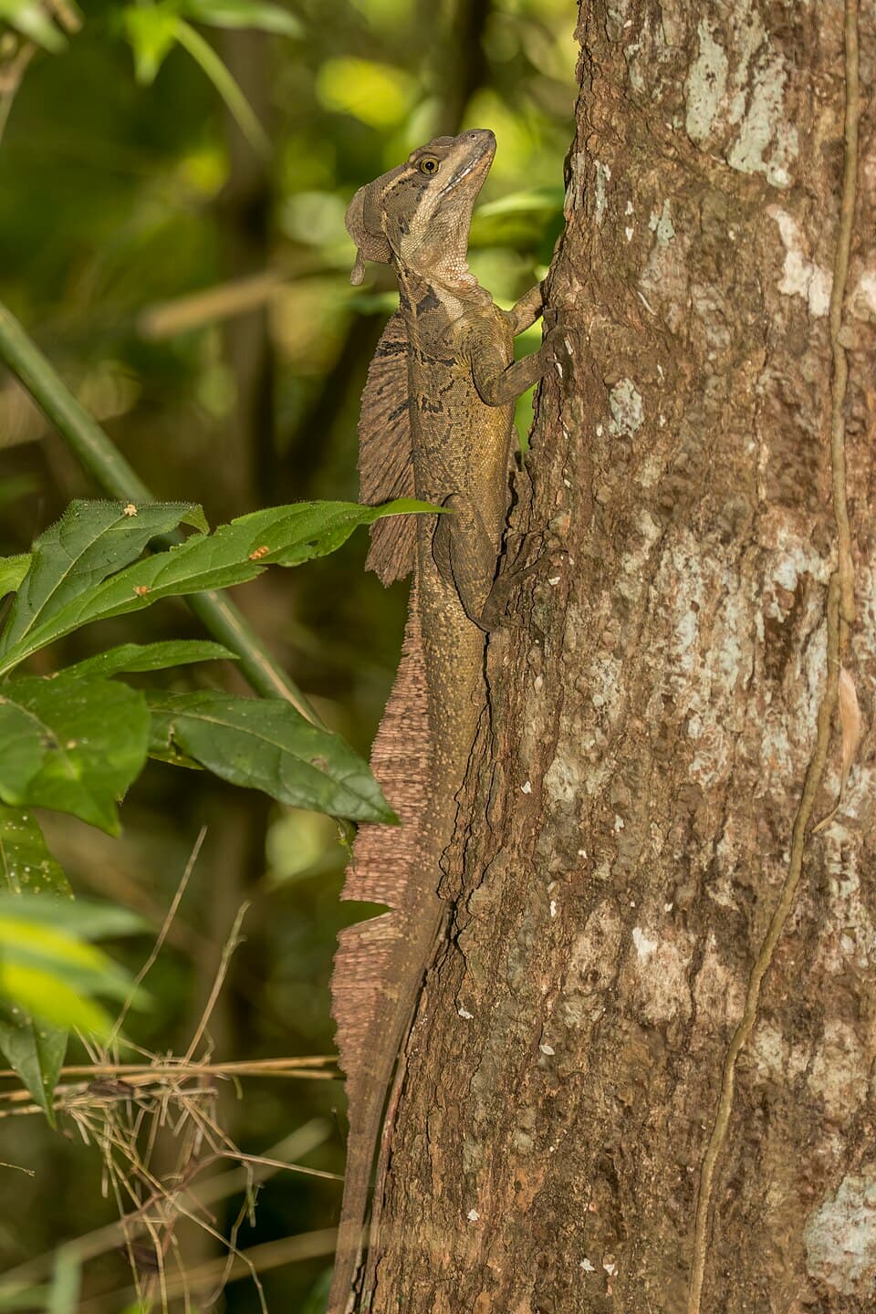 Common basilisk (Basiliscus basiliscus) male 2.jpg