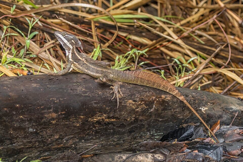 Common basilisk (Basiliscus basiliscus) male.jpg