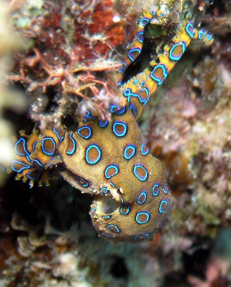 A photo of Blue-Ringed Octopus (Hapalochlaena lunulata)