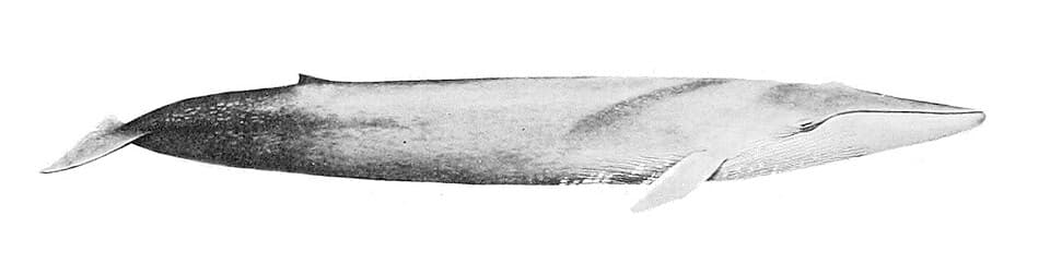 A photo of Blue Whale (Balaenoptera musculus)