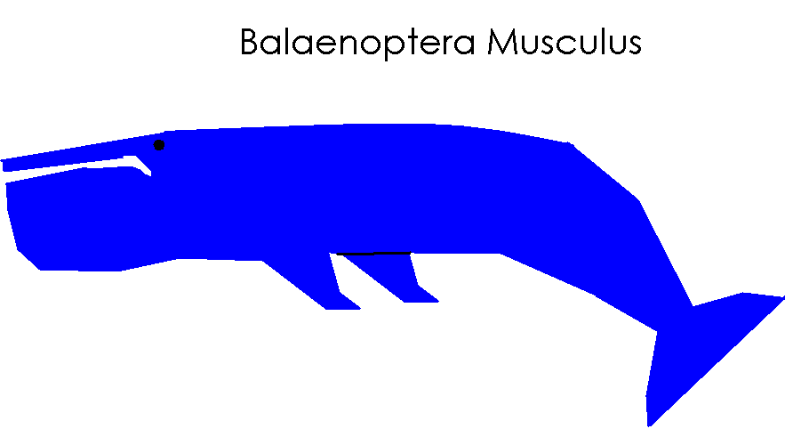 Balaenoptera Musculus.png