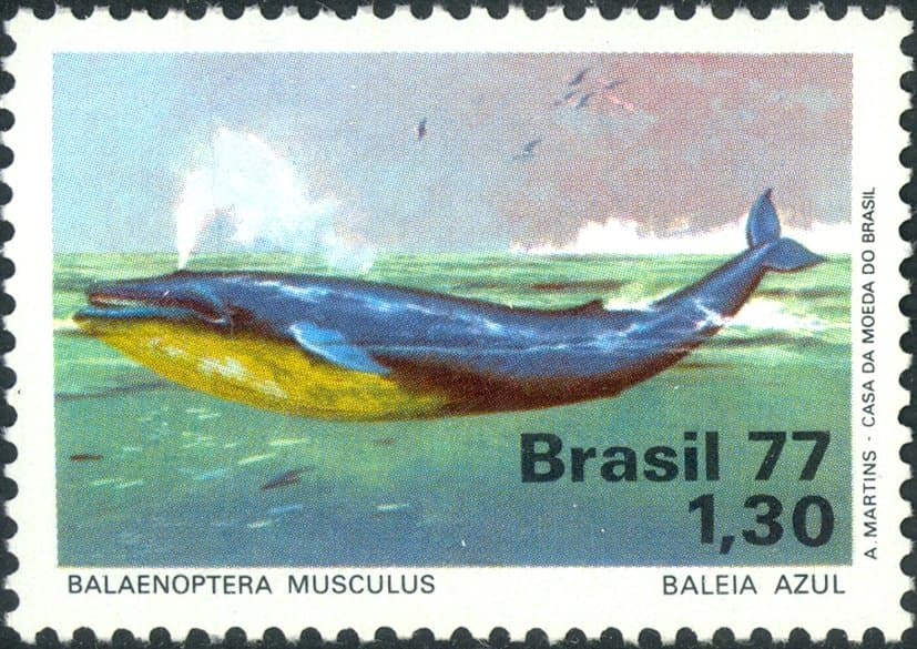 Stamp of Brazil - 1977 - Colnect 178654 - Blue Whale Balaenoptera musculus.jpeg