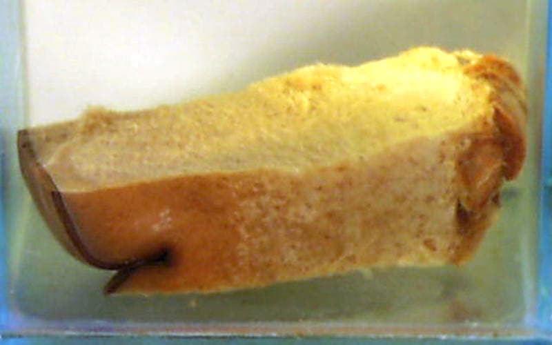 Balaenoptera musculus, blue whale MV blubber 2.jpg