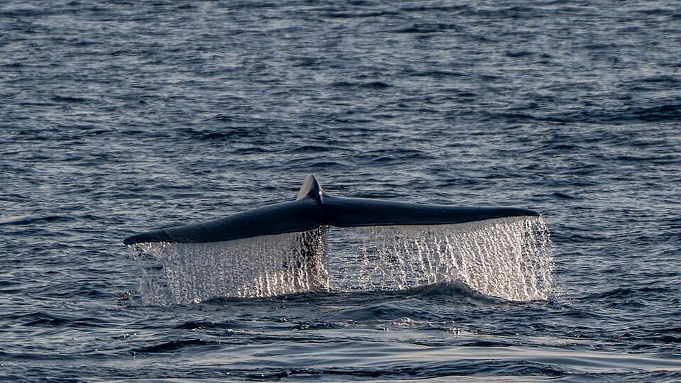 2025 Balaenoptera musculus - Blauwal - by 2eight - 9SC0929.jpg