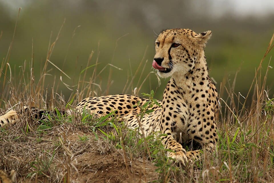 Cheetah (Acinonyx jubatus) female 2.jpg