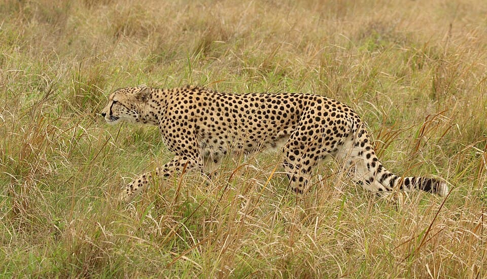 Cheetah (Acinonyx jubatus) female after chase.jpg