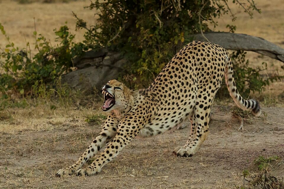 Masai Mara National Reserve 07 - cheetah (Acinonyx jubatus).jpg