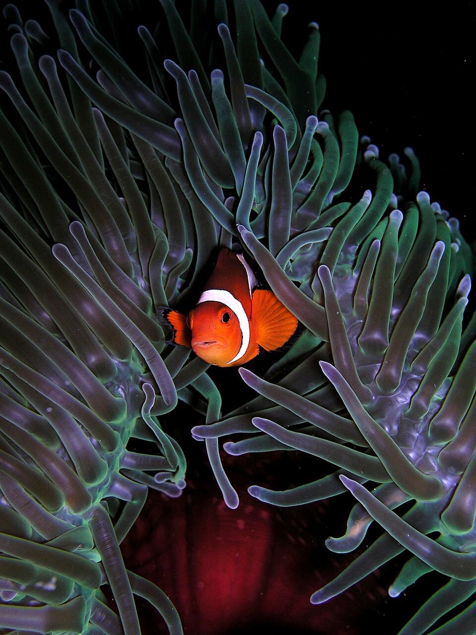 A photo of Clownfish (Amphiprion ocellaris)