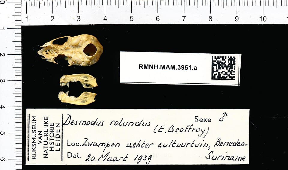 Naturalis Biodiversity Center - RMNH.MAM.3951.a pal - Desmodus rotundus - skull.jpeg