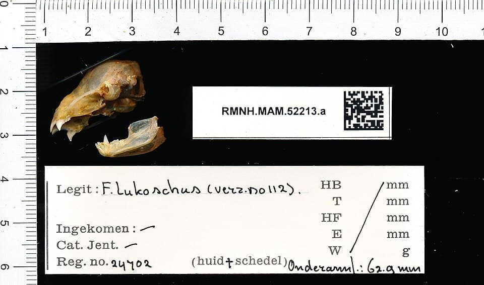 Naturalis Biodiversity Center - RMNH.MAM.52213.a lat - Desmodus rotundus - skull.jpeg