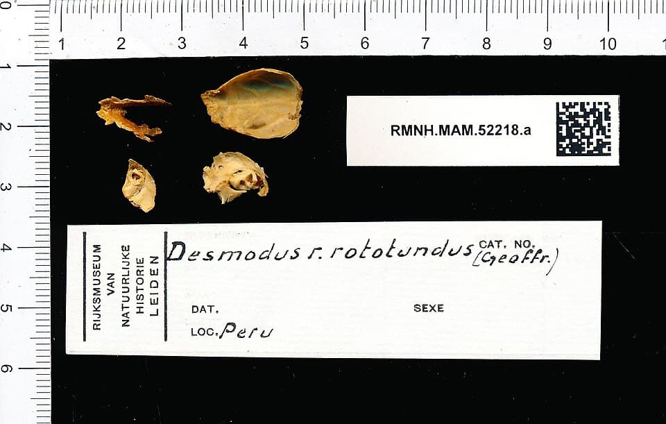 Naturalis Biodiversity Center - RMNH.MAM.52218.a pal - Desmodus rotundus - skull.jpeg