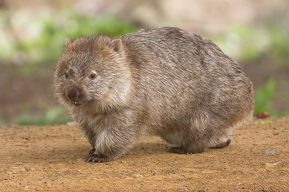 A photo of Common Wombat (Vombatus ursinus)
