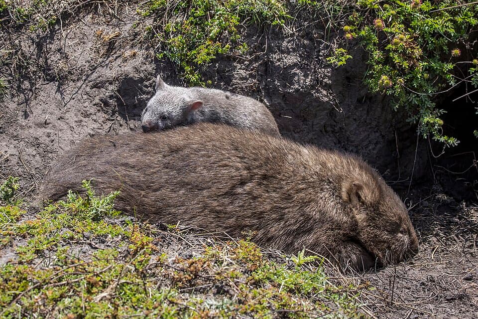 Common wombat (Vombatus ursinus tasmaniensis) female with juvenile Maria Island.jpg