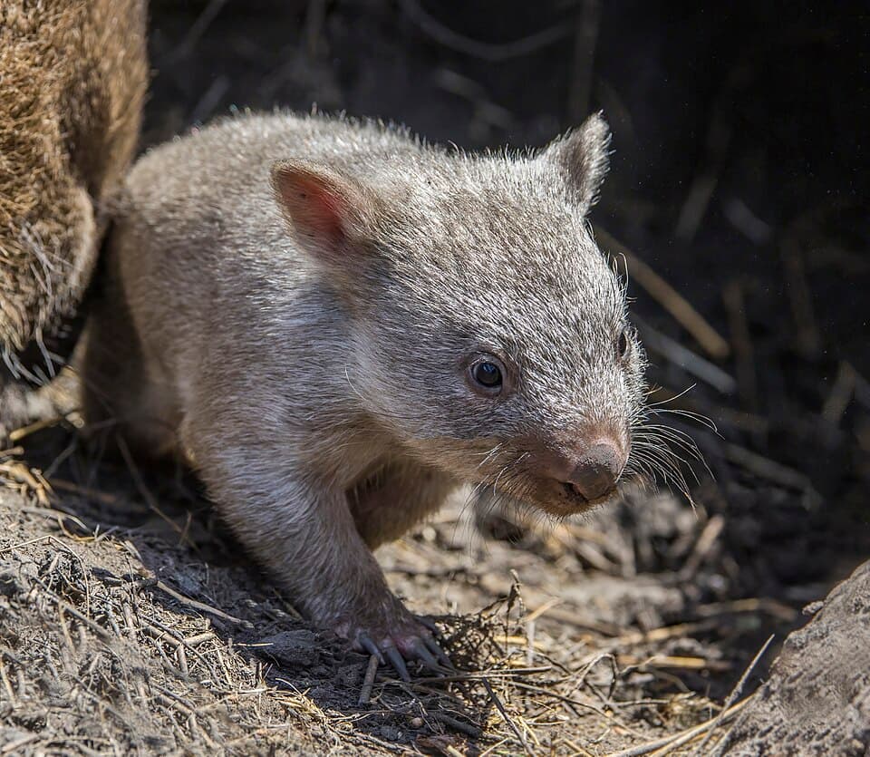 Common wombat (Vombatus ursinus tasmaniensis) juvenile Maria Island.jpg
