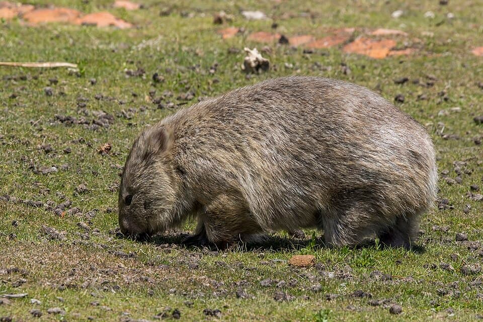 Common wombat (Vombatus ursinus tasmaniensis) Maria Island 2.jpg
