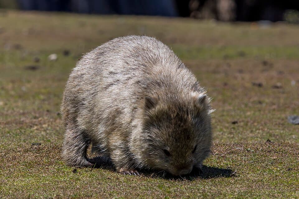 Common wombat (Vombatus ursinus) Maria Island 4.jpg