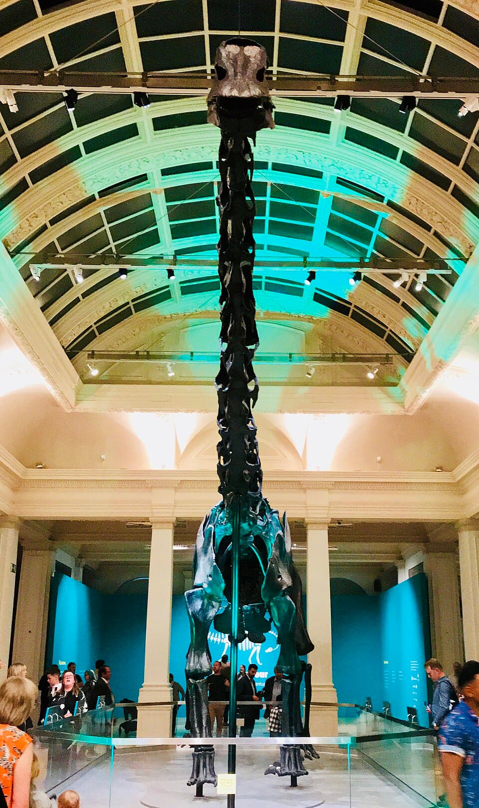 A photo of Diplodocus (Diplodocus carnegii)