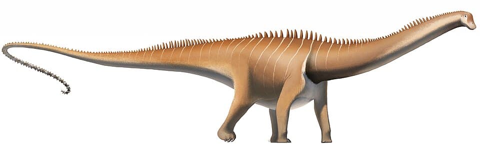 Diplodocus carnegii (flipped, cropped).jpg