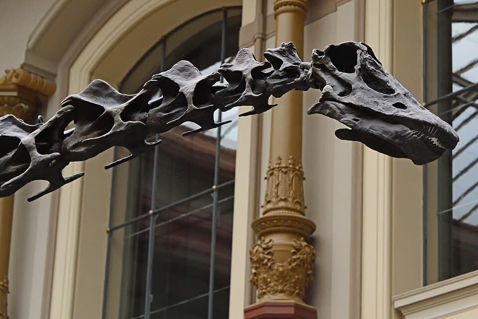 Diplodocus Carnegii skeleton in Museum für Naturkunde Berlin 0882.jpg
