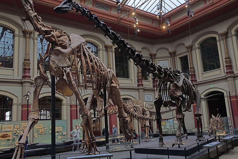 Diplodocus Carnegii skeleton (foreground) in Museum für Naturkunde Berlin 0876.jpg