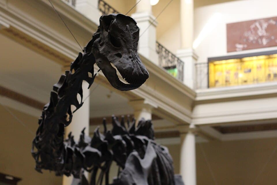 Museo de La Plata - Diplodocus carnegii 02.jpg