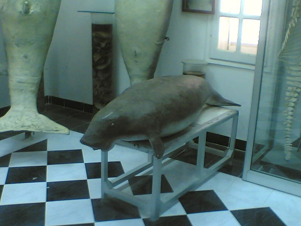 A photo of Dugong (Dugong dugon)