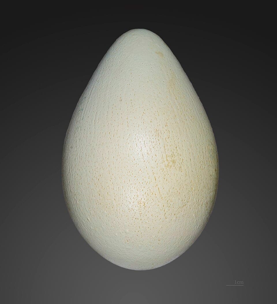 Aptenodytes forsteri MHNT.jpg