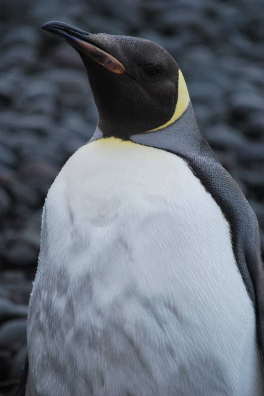 Aptenodytes forsteri DT -AQ GR Punta Ambato- (43) (20660387468).jpg