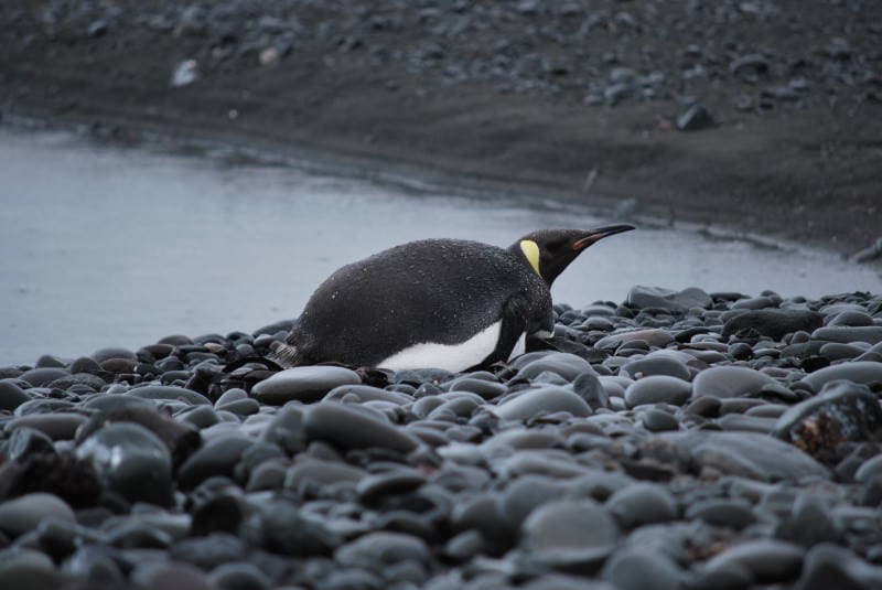 Aptenodytes forsteri DT -AQ GR Punta Ambato- (1) (20660409108).jpg