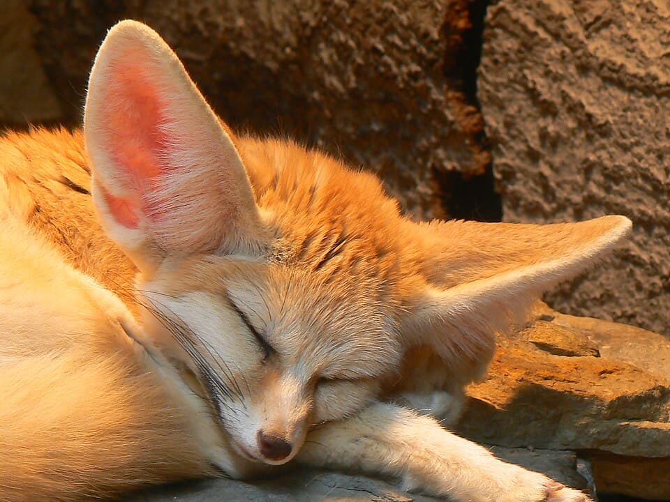 Fennec Fox (Vulpes zerda) -sleeping -Wilhelma Zoo-8.jpg