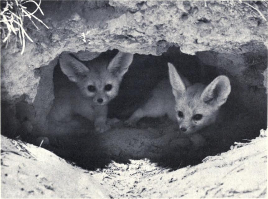 Vulpes zerda cubs.jpg