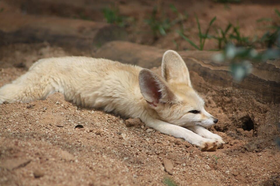 Fennec (Vulpes zerda) (5258821282).jpg