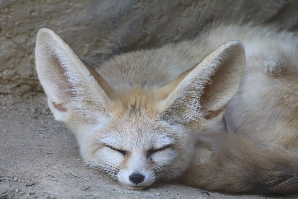 Sleeping Vulpes zerda at Happy Hollow, closeup.jpg