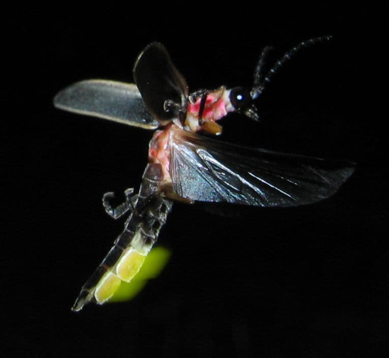 A photo of Firefly (Photinus pyralis)