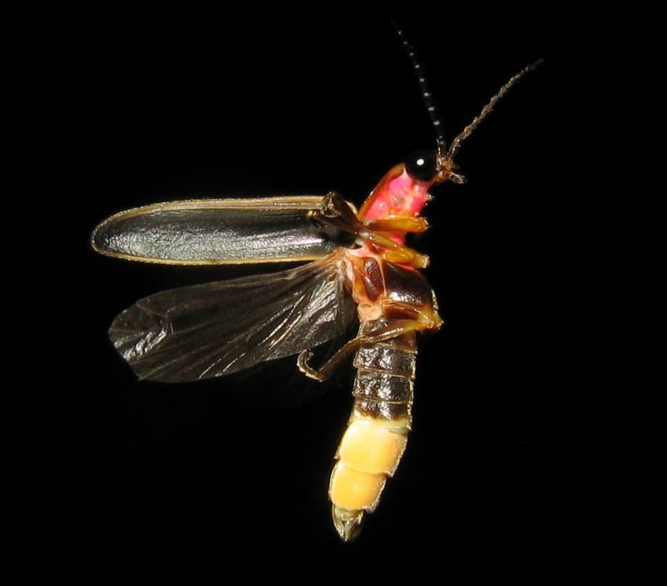 Photinus pyralis Firefly 3.jpg