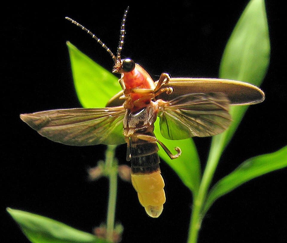 Photinus pyralis Firefly 4.jpg