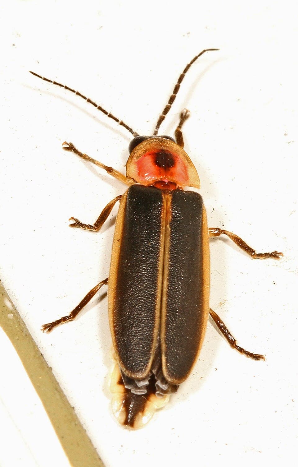 Lightning Bug - Photinus pyralis, Woodbridge, Virginia.jpg