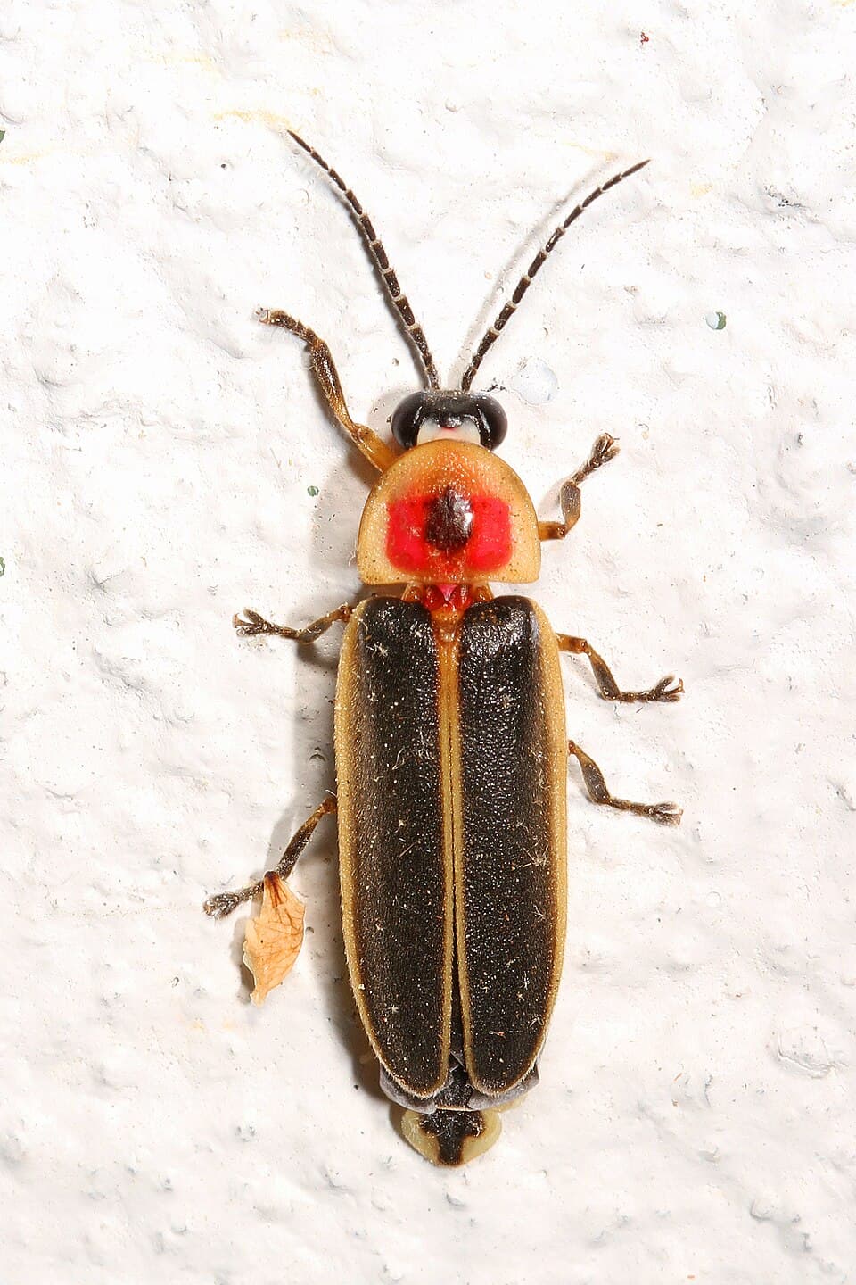 Firefly - Photinus pyralis, Woodbridge, Virginia.jpg